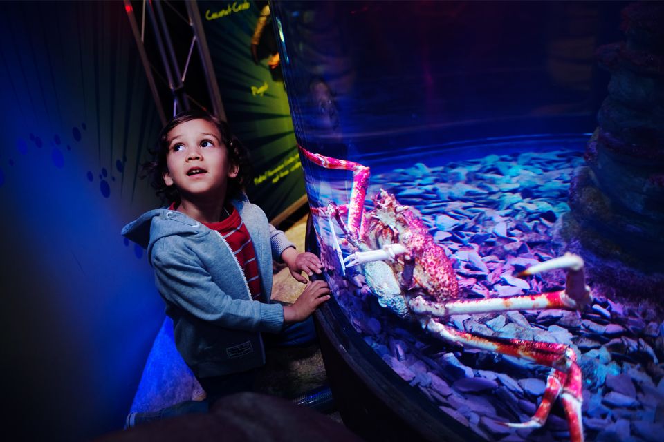 Manchester: SEA LIFE Entrance Ticket - Exploring the Wondrous Sea Life