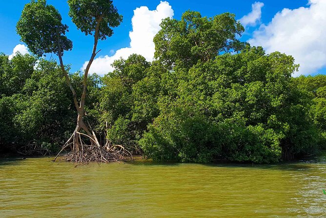 Mangrove Guided Tour - Tour Overview