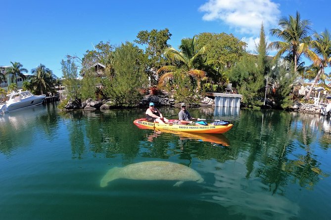 Mangroves And Manatees Guided Kayak Eco Tour Tour Overview