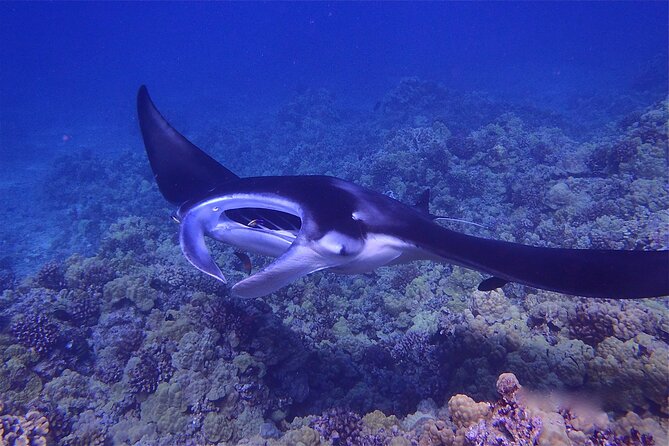 Manta Ray Night Snorkel Kona Big Island, Hawaii Tour Details And Inclusions