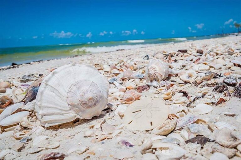 Marco Island: Shelling And Sightseeing Boat Cruise Tour Overview And Pricing