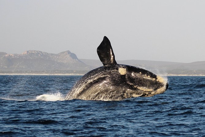 Marine Big 5 Safari With Transport From Hermanus Inclusions