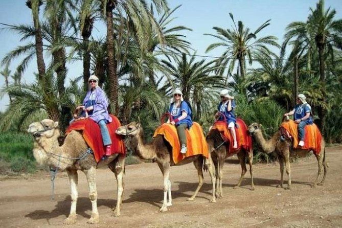 Marrakech Half Day Camel Ride In Palm Grove Exploring The Marrakech Palm Grove