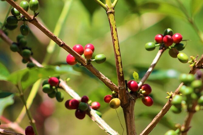 Materuni Thundering Waterfalls,coffee Experience With Moshi Town Tour Tour Overview