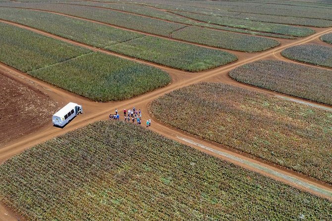 Maui Pineapple Farm Tour in Haliimaile - Overview of the Maui Pineapple Farm Tour