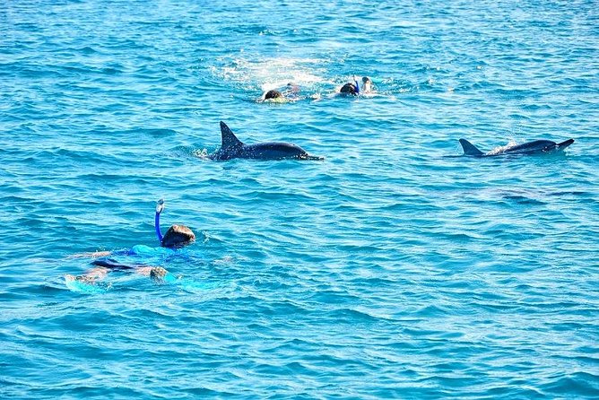 Mauritius Wild Dolphin Swim With Hotel Transfers (Private or Shared) - Experience Highlights