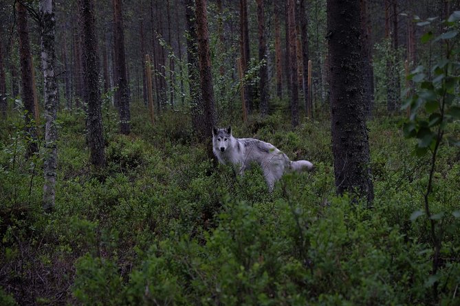 Meet Taivas & The Arctic Wolves Private Tour Overview Of The Tour