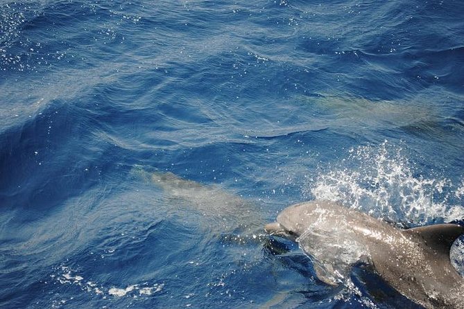 Meet The Dolphins In Snorkeling Tour Tour Overview