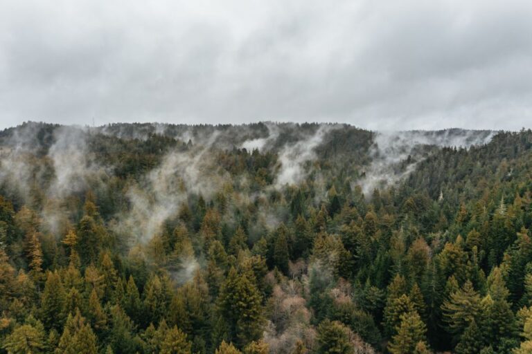 Mendocino County: Pudding Creek Railbikes Unique Travel Experience