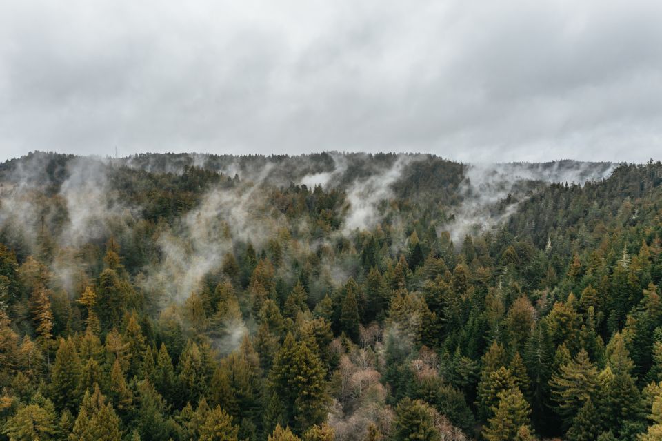 Mendocino County: Pudding Creek Railbikes - Unique Travel Experience