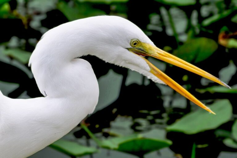 Miami: Everglades Safari Park Airboat Tour Tour Overview And Details