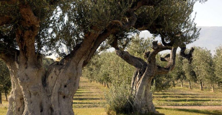 Midday Olive Oil Tour And Visit To Old Town Of Belchite Tour Overview