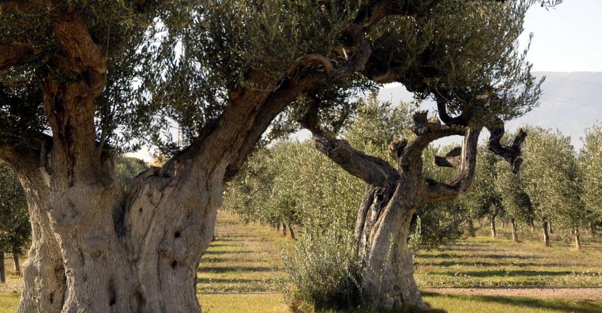 Midday Olive Oil Tour and Visit to Old Town of Belchite - Tour Overview