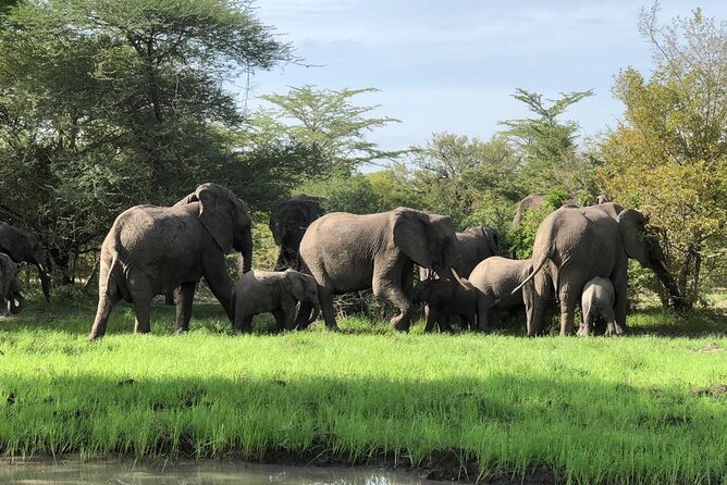 Mikumi Safari Tour: Day Trip Return Flight From Zanzibar Overview Of The Tour