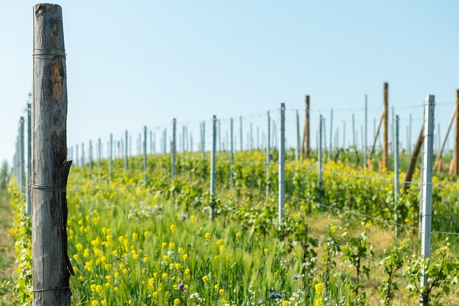 Monferrato (asti): Wine Tour With Light Lunch Picnic In The Vineyards Tour Overview