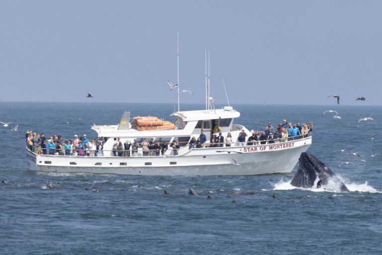 Monterey: Monterey Bay Dolphin And Whale Watching Boat Tour Tour Overview And Details