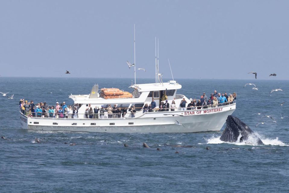 Monterey: Monterey Bay Dolphin and Whale Watching Boat Tour - Tour Overview and Details