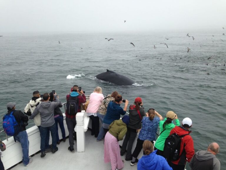 Monterey: Whale Watching Cruise Tour Overview And Pricing