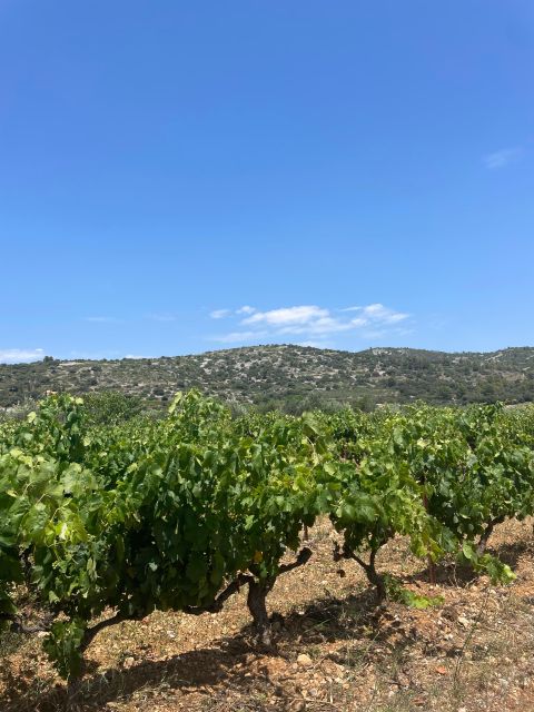 Montpellier: Full Day Visit To Saint Guilhem Le Désert Overview Of The Tour