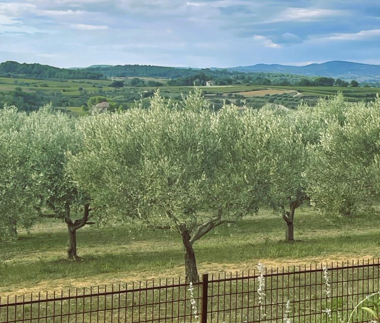 Montpellier : Visit Lavender Field And An Olive Oil Mill Tour Description