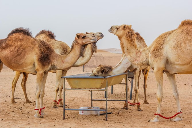 Morning Dubai Desert Safari With Camel Ride & Sand Boarding Included Activities