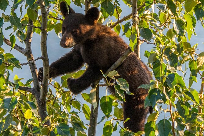 Morning Jasper National Park Wildlife Tour Tour Overview