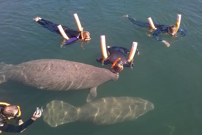 Most Popular 3hr Manatee Swim Tour + In Water Guide! Tour Overview And Highlights