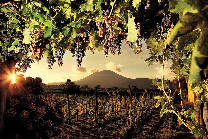 Mt. Vesuvius Wine Tasting And Lunch Experience From Pompeii Activity Overview