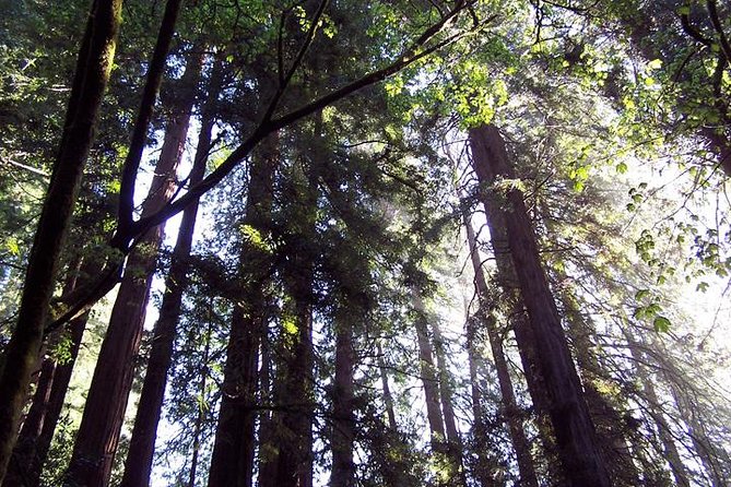 Muir Woods Tour Of California Coastal Redwoods Tour Overview And Details