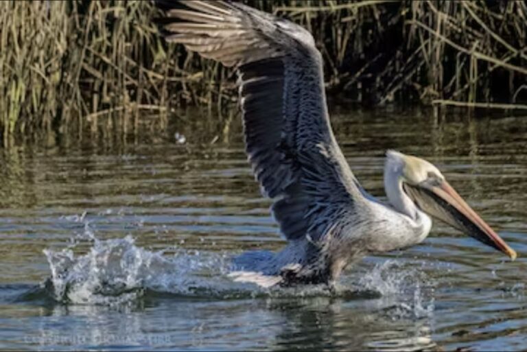 Murrells Inlet: Saltwater Marsh Eco Tour With Beachcombing Tour Overview