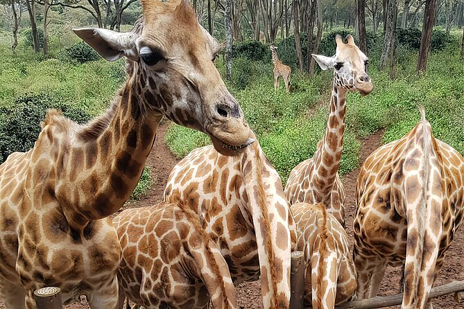 Nairobi City Sights, Giraffe Encounters And Bomas Kenya Tour Tour Overview And Details