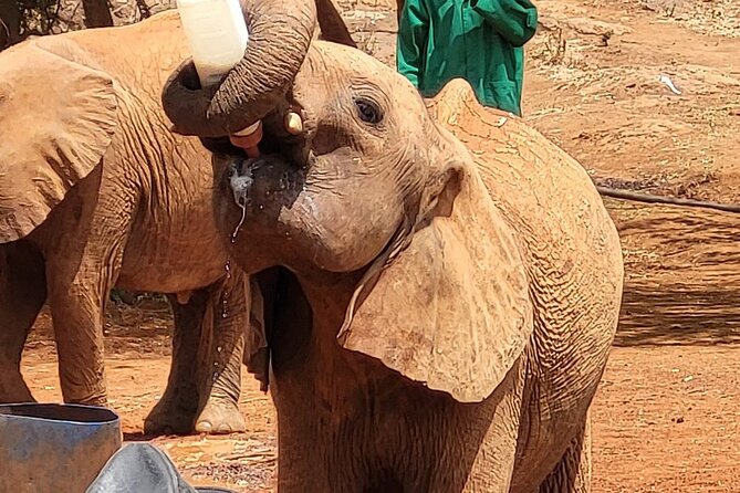 Nairobi National Park, Baby Elephant Orphanage And Giraffe Center Overview Of The Tour