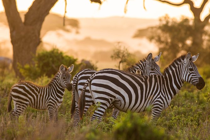 Nairobi National Park Day Tour - Inclusions and Exclusions