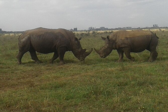 Nairobi National Park Game Drive. Free Airport Pick / Drop Off. Overview Of Nairobi National Park