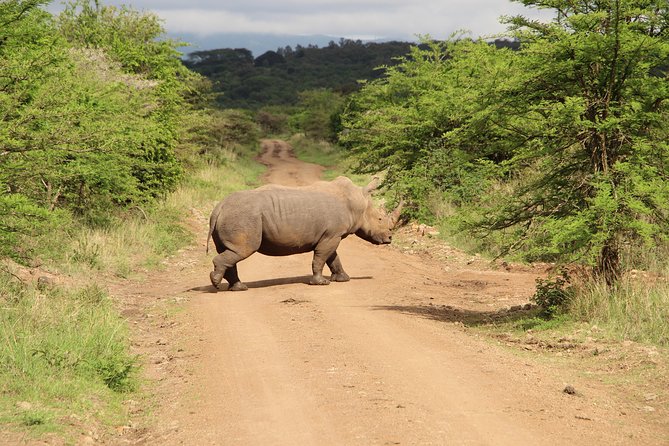 Nairobi National Park Private Safari Overview And Experience