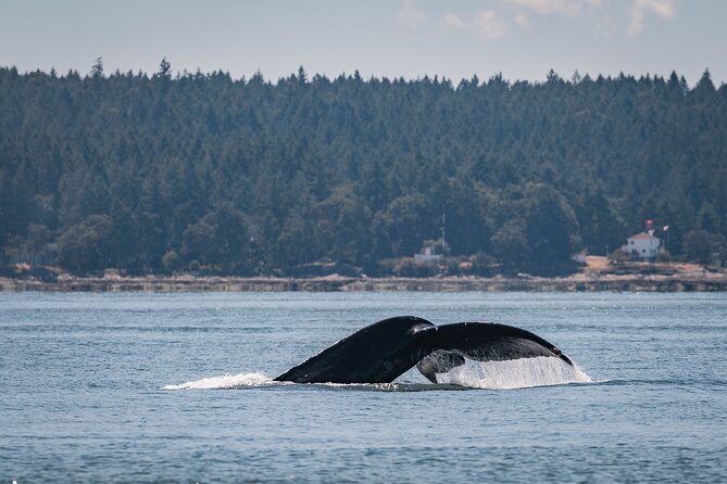 Nanaimo Whale Watching In A Semi Covered Boat Exploring The Salish Sea