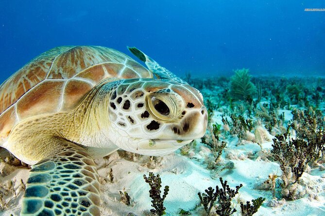 Nassau Aquatic Reef Tour: Snorkel, Turtle Watch, Lunch Included - Overview of the Tour