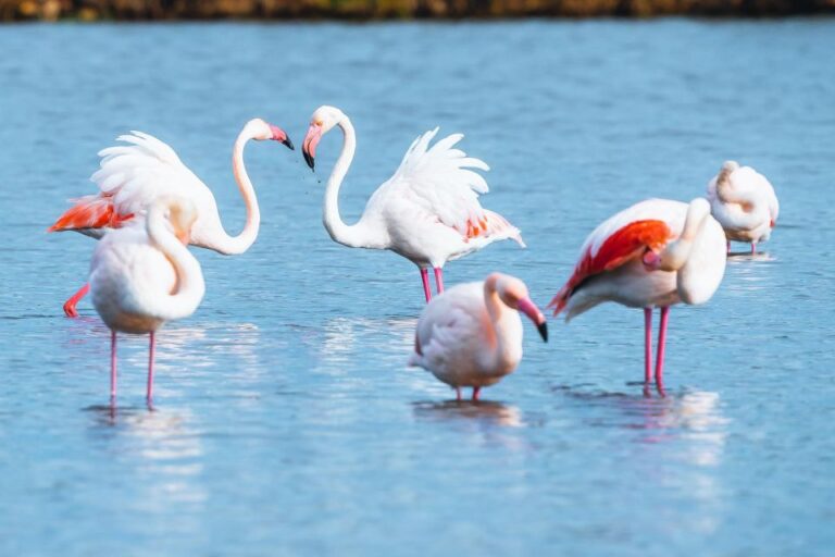 Natural Park Of Albufera Des Grau: Hiking & Bird Watching Overview Of The Park