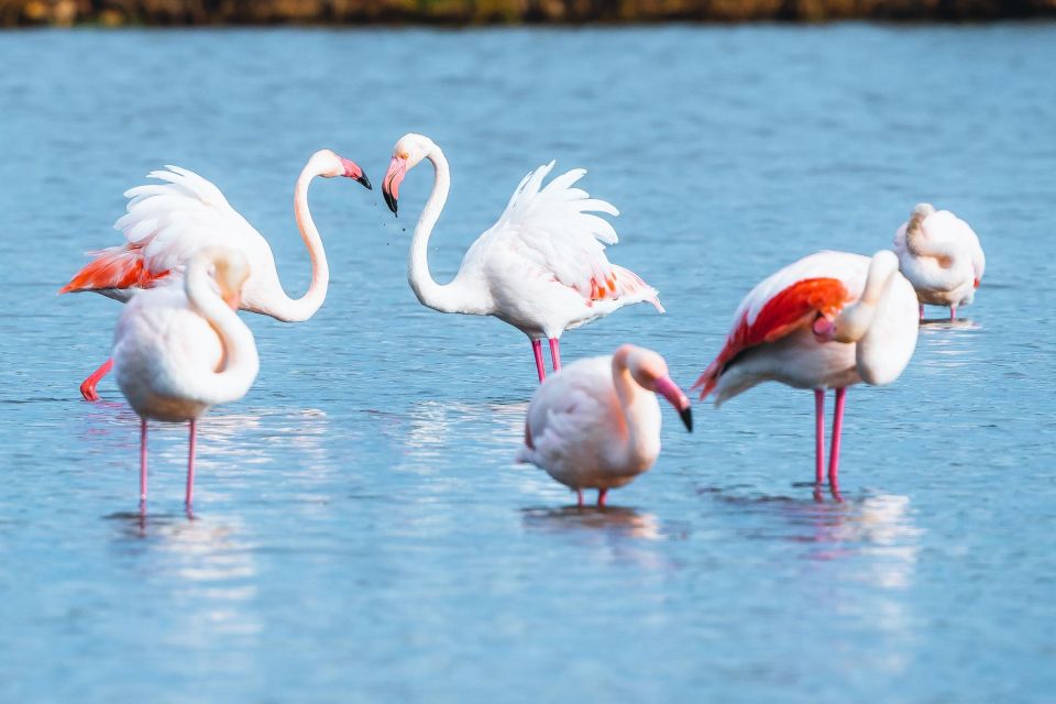 Natural Park of Albufera Des Grau: Hiking & Bird Watching - Overview of the Park