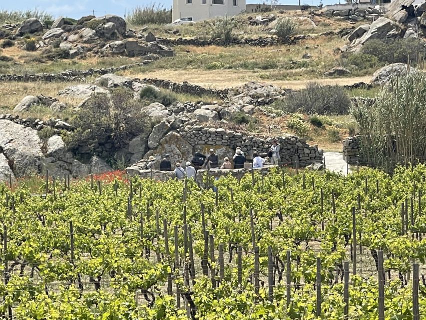 Naxos: Private Vineyard Tour & Wine Tasting With an Expert - Tour Overview