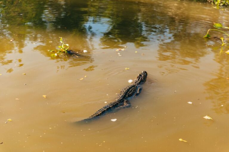 New Orleans: Guided Swamp Cruise By Tour Boat Tour Overview