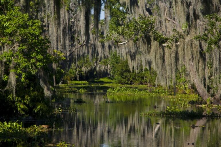 New Orleans: High Speed 16 Passenger Airboat Ride Tour Overview