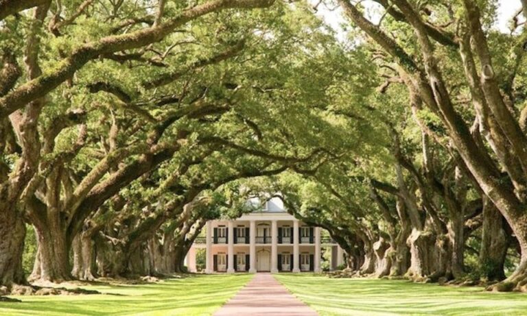 New Orleans: Oak Alley Or Laura Plantation & Airboat Tour Overview Of The Tour