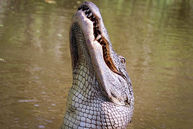 New Orleans Small Group Airboat Swamp Tour Tour Overview