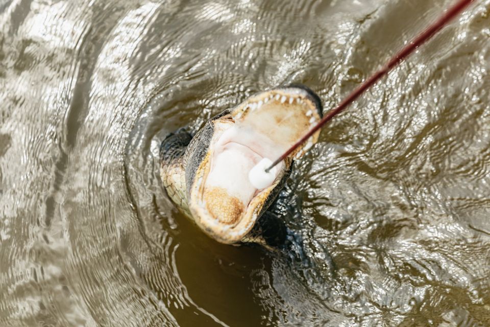 New Orleans: Swamp & Bayou Boat Tour With Transportation - Tour Overview