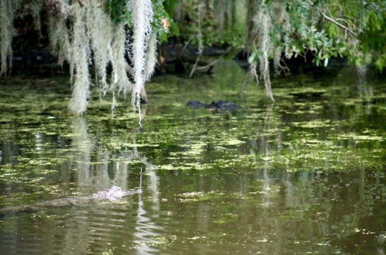 New Orleans: Swamp Tour On Covered Pontoon Boat Tour Overview And Pricing