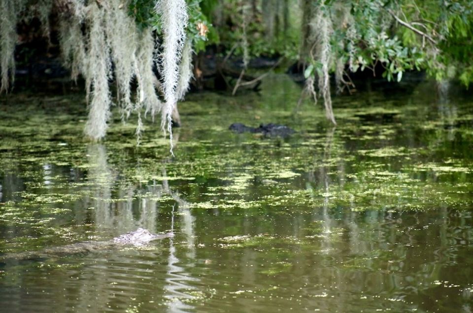 New Orleans: Swamp Tour on Covered Pontoon Boat - Tour Overview and Pricing