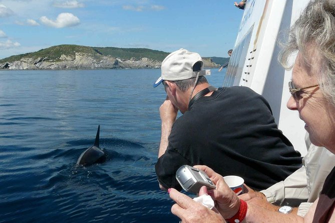 Newfoundland Puffin And Whale Watch Cruise Tour Overview