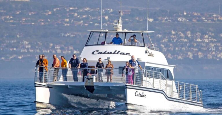 Newport Beach: Luxury Whale Watching Catamaran Cruise Overview Of The Cruise Experience