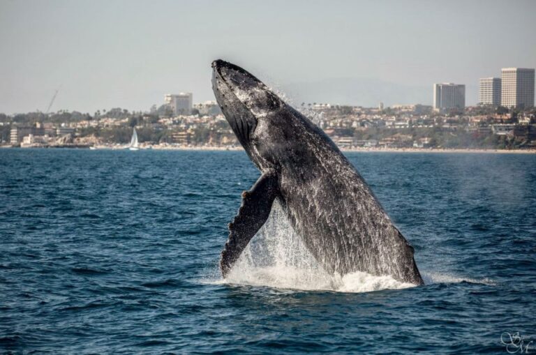 Newport Beach: Year Round Whale Watching Cruise Cruise Details And Pricing